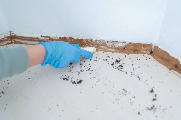 Trusted Enfield, NC Pest Control Experts